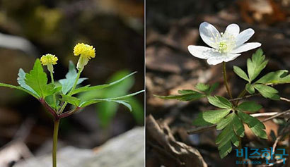 회리바람꽃(왼쪽)과 들바람꽃. 태백바람꽃의 꽃 모양은 이들의 중간 형태라 할 수 있다.