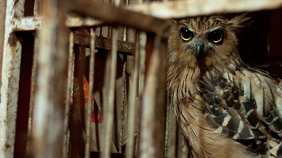해리 포터의 인기로 인해 야생올빼미들이 수난을 당하고 있다. 인도네시아 자카르타 새시장에서 거래되는 말레이섬수리부엉이(Buffy fish owl). 사진=옥스퍼드 브룩스대학
