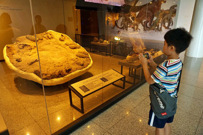 전남 신안군 압해도에서 발굴된 세계 최대 규모의 수각류 공룡알 둥지 화석. 이 화석은 천연기념물로 지정되었다. 사진=구완회 제공
