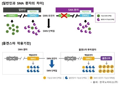 졸겐스마주는 기능을 하지 못하는 생존운동뉴런1(SMN1) 유전자 기능성 대체본을 운반체(벡터)로 전달해 중추신경계에서 SMN 단백질을 생성하게 한다. 사진=식품의약품안전처