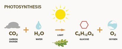 식물들의 광합성 과정을 분자식으로 표현한 다이어그램. 복잡한 생태계가 존재하기 위해서는 별빛의 빛 에너지를 섭취가 가능한 당 성분과 호흡에 필요한 산소로 변환하는 산소성 광합성이 필요하다. 이미지=Oregon Forest Resources Institute