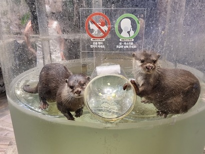 서울의 한 실내 동물원에 마련된 수달 먹이 체험장에서 수달 두 마리가 먹이를 기다리고 있다. 사진=강은경 기자