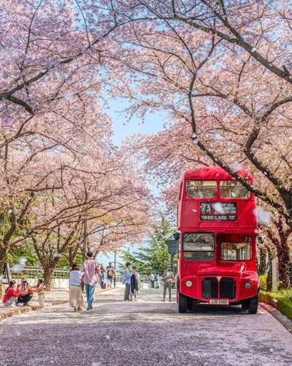 대구 이월드 벚꽃축제. 대구의 랜드마크인 83타워까지 이어지는 메인 벚꽃길에는 빨간 이층버스가 배치되어 하얀 벚꽃과 환상적인 조화를 이룬다. 사진=이월드 제공