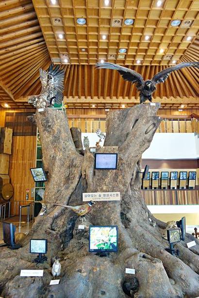 ‘살아 있는 숲’을 주제로 한 산림박물관 제1전시실 중앙에는 안동 임하댐 수몰지구에서 옮겨온 거대한 느티나무 그루터기가 관람객들을 맞는다. 사진=구완회 제공