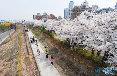 춘래불사춘? 탄핵 전에는 봄이 아니라는 사람들이 있었다. 조만간 꽃들이 흐드러지게 필 것이다. 사진-비즈한국DB