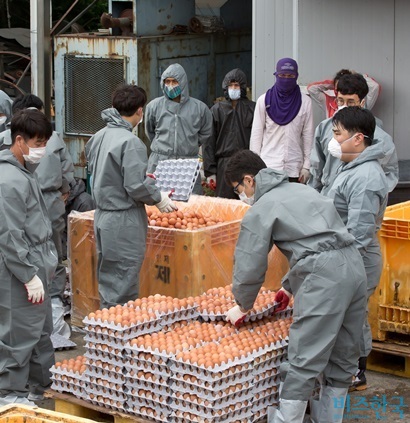 지난 16일 오후 피프로닐이 검출된 남양주 산란계 농가에서 방역 관계자들이 계란 5만 3000개를 전량 폐기처분하고 있다. 사진=임준선 기자