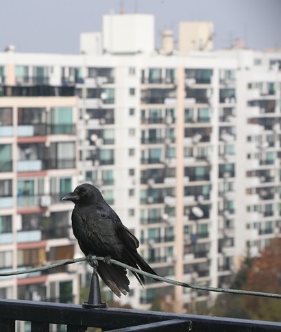 부동산 시장이 숨고르기에 들어갔다. 강남 아파트단지에 매수·매도자 간에 가격 미스매치가 나타나고 있​다. 서울 강남구 개포동 개포주공 아파트 옥상에 새 한 마리가 앉아있다. 사진=연합뉴스