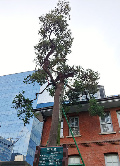 배재학당 역사박물관 뒤쪽의 향나무. 올해로 수령 571년을 맞이했다. 사진=비즈한국DB