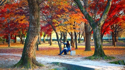 경주 단풍은 아는 사람 사이에선 익히 유명하다. 개발을 못하는 유적지의 숙명으로 도시는 옛 모습을 간직한 채 지천에 나무와 숲이 한가롭게 펼쳐진다. 사진=경주시청 제공