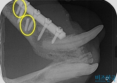 2016년 6월 첫 수술 후 나사가 부러져 두 번의 재수술을 받았음에도 불구, 처치는 제대로 되지 않았고 부러진 나사들은 뼈에 박혀 있었다. 현재 노랭이는 턱이 돌아가 송곳니가 입천장을 찌르는 상태다. 사진=조진형 씨 제공