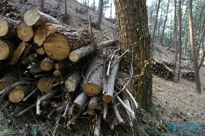 마을이 끝나는 길에 임도가 있고 임도가 끊어지면 숲길이 이어진다. 사람 사는 곳을 거쳐 산으로 올라선다. 그 길에서는 때때로 묘한 고독이 인다. 즐길 만한 고독이다. 사진=이송이 기자