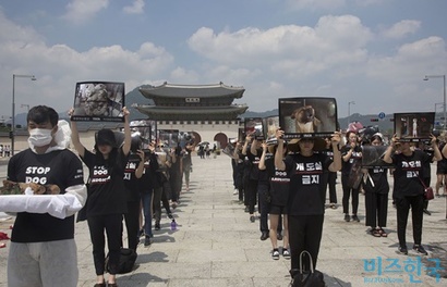 동물보호단체들은 개 도축을 금지하는 것은 물론 개 식용도 막아야 한다는 의견이 지배적이다. 사진은 지난해 7월 동물보호단체 ‘동물해방물결’이 광화문 광장에서 시위를 벌인 모습. 사진=이종현 기자