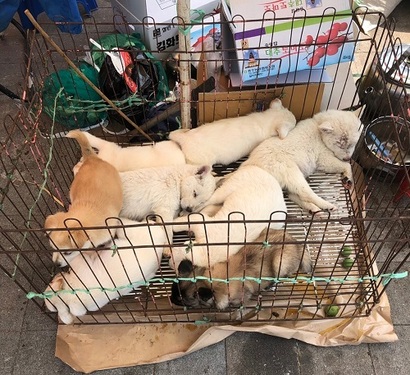 6월 4일 방문한 모란시장. 불법 반려견·​반려묘 판매가 성행하고 있다. 사진=박해나 기자