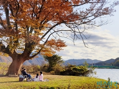 강을 배경으로 순정만화의 한 장면처럼 그림같이 서 있는 사랑나무는 보는 이의 마음까지 따뜻하고 아늑하게 만든다. 사진=이송이 기자