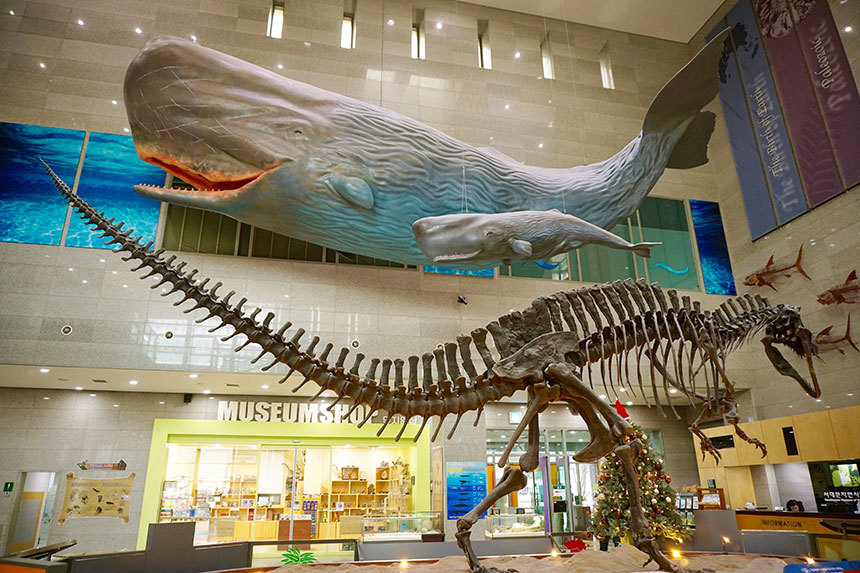 서대문자연사박물관 입구에 들어서면 몸길이 12m의 아크로칸토사우르스 화석과 18m에 이르는 향유고래의 모형이 눈길을 사로잡는다. 사진=구완회 제공