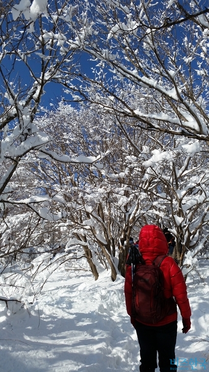 3월 초까지도 적설량 많은 대관령에서 강릉과 평창의 경계에 있는 언덕이 선자령이다. 눈과 바람의 언덕이다. 사진=이송이 기자