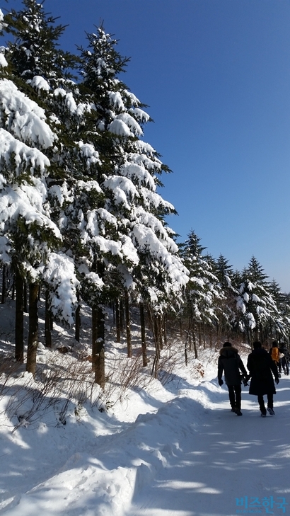 내리는 길에서도 눈은 여전히 푹푹 빠지고 뽀드득 거리고, 그렇게 다시 5km 남짓 실컷 눈 구경하며 선자령을 만끽한다. 사진=이송이 기자