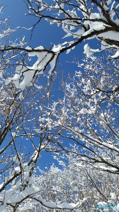 상고대는 바람이 강할수록 크게 성장하고 눈꽃은 폭설이 내릴수록 탐스럽게 피어난다. 사진=이송이 기자