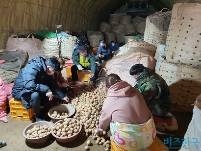 강원도 미래농업교육원 직원 10여 명이 17일 강원도 정선군에 위치한 한 감자 선별장을 찾아 ​감자 농가를 돕고 있다. 사진=박찬웅 기자