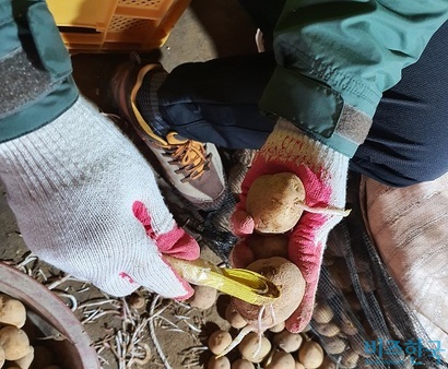 노란색 노끈을 말아 만든 도구를 이용하면 감자 싹을 쉽게 제거할 수 있다. 사진=박찬웅 기자