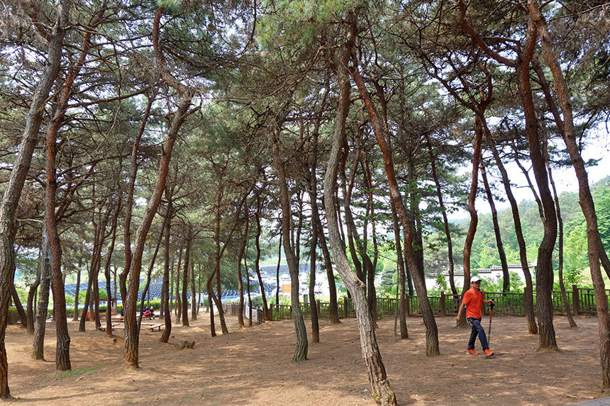 오봉산에서는 등산로 입구부터 북한산 부럽지 않은 송림이 솔잎향을 내뿜는다. 평상에서 잠시 쉬면서 신발끈을 고쳐 매는 것도 좋다. 사진=구완회 제공