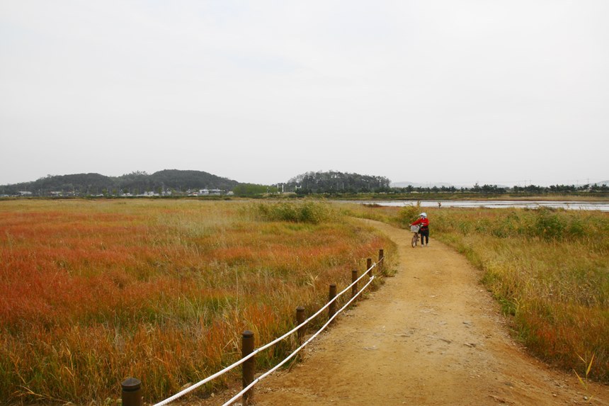 넓은 습지에는 붉은 칠면초가 장관이다. 여름이면 펄에 묻혀 회색을 띠고 있다가 찬바람이 불기 시작하면 점차 붉게 변한다. 사진=구완회 제공