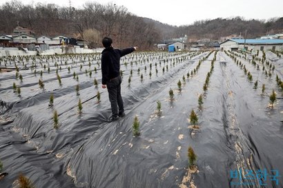 한국토지주택공사(LH) 직원들의 땅투기 의혹이 제기된 경기도 시흥시 과림동 땅에 묘목이 심어져 있다. 문재인 대통령이 전수 조사 및 수사 의뢰를 지시했지만 법조계에서는 실제 처벌은 쉽지 않을 것이라는 관측이 나온다. 사진=임준선 기자