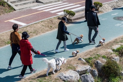 기질평가제는 개물림 사고 예방보다는 재발 방지에 초점이 맞춰져 있다. 불행한 사고를 미연에 방지하기 위해선 견주의 인식 개선 노력이 가장 중요하다는 것이 전문가들의 공통된 의견이다. 사진=최준필 기자