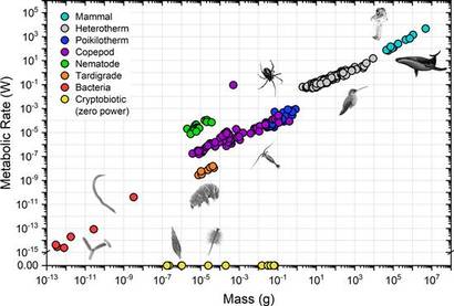 다양한 생물들의 질량과 신진대사율을 비교한 그래프.