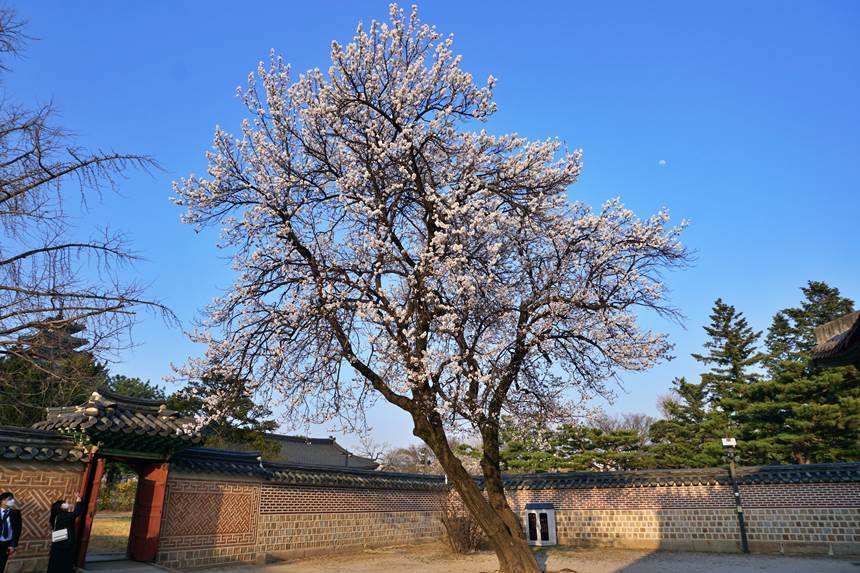 경복궁 자경전 살구꽃. 살구꽃은 벚꽃과 닮은 듯하면서도 또다른 느낌을 준다. 사진=구완회 제공