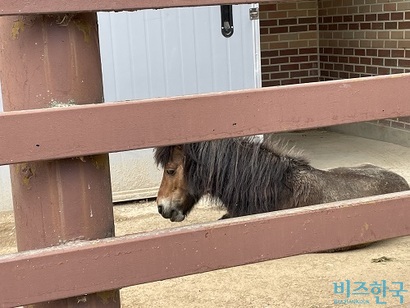 서울대공원 동물원에 있는 아프리카포니. 사진=전다현 기자