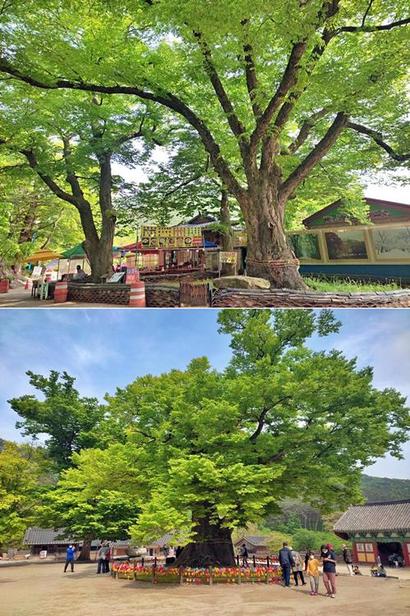 내소사의 할아버지 당산나무(위)와 할머니 당산나무. 둘 다 수령 1000년을 훌쩍 넘었다. 할머니 당산나무 주변에는 울긋불긋한 소원판이 달려 있다. 사진=구완회 제공