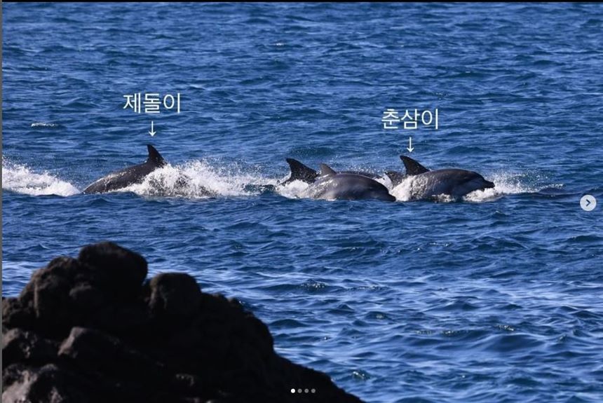 “제주도 서귀포시 대정읍에 가면 삼팔이, 춘삼이, 복순이가 아기 돌고래들과 함께 헤엄치는 모습을 자주 볼 수 있다고 합니다.” 불법으로 포획되어 수족관에 갇힌 채 돌고래 쇼를 하다가 2013년 다시 고향 제주 바다로 돌아온 남방큰돌고래 제돌이와 춘삼이가 2022년 1월 1일 제주 앞바다에서 건강히 지내는 모습이다. 하지만 거제씨월드 등에는 여전히 감금되어 쇼에 동원되는 돌고래들이 있다. 사진=해양환경단체 핫핑크돌핀스 인스타그램 캡처