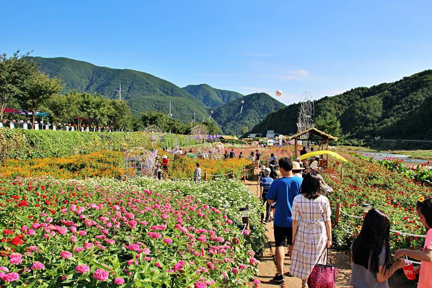 평창 동계올림픽 개최를 바라며 2015년 시작한 ‘평창 백일홍축제’가 코로나로 잠시 쉬었다 올해 다시 열린다. 사진=평창백일홍축제위원회 제공