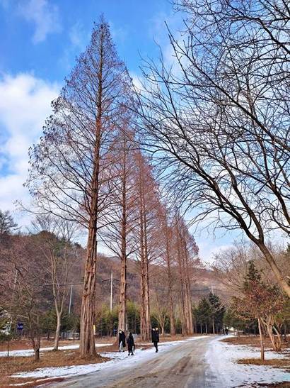 온빛자연휴양림의 입구를 지나면 아름드리 메타세쿼이아가 줄지어 선 산책로가 나온다. 사진=구완회 제공