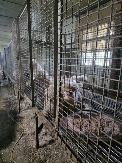 뜬장은 바닥이 철망으로 되어 개들의 발이 빠지고 배설물이 그대로 떨어지는 비위생적이고 학대적인 사육 방식이며 현행법상 불법이다. 사진=루시의 친구들 제공