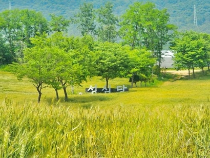 성심당이 대전 유성구 교촌동에 조성한 밀밭. 사진=성심당 인스타그램