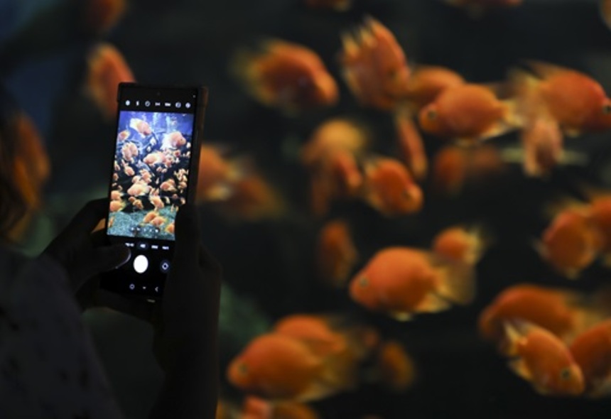 '설상가상' 스마트폰 공급망, 사상 최대 폭 감소 전망