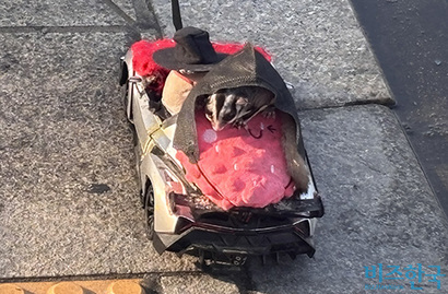 서울 중구에서 한 시민이 반려 쥐를 산책하고 있다. 사진=윤채현 인턴기자